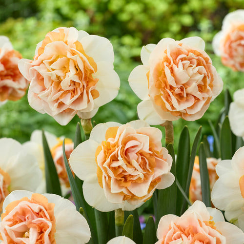 Buy Daffodil Break Out Bulbs