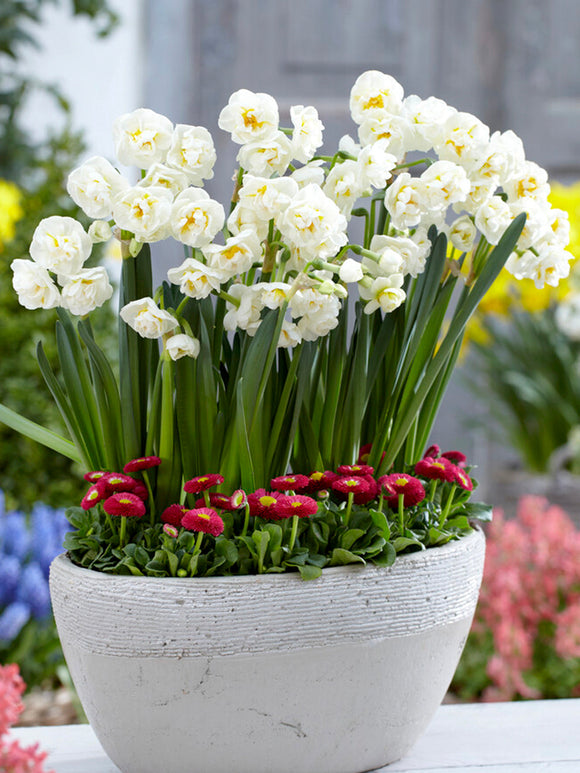 Daffodil (Narcissus) FRAGRANT Bridal Crown spring flower