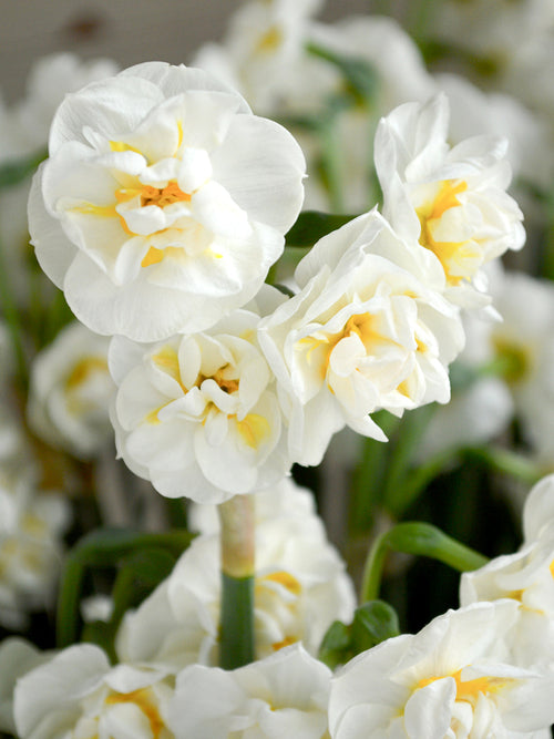 Narcissus Bridal Crown