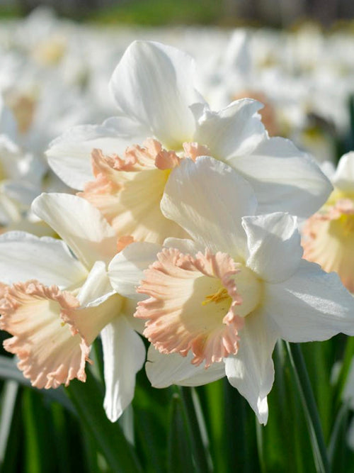 Daffodil Narcissus British Gamble Pink and white