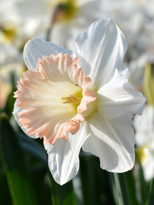 Daffodil British Gamble