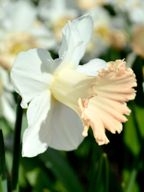 Daffodil British Gamble