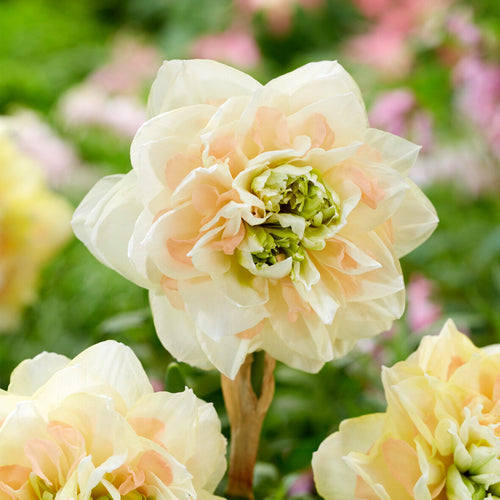 Daffodil Bulbs Pom Pom Rose