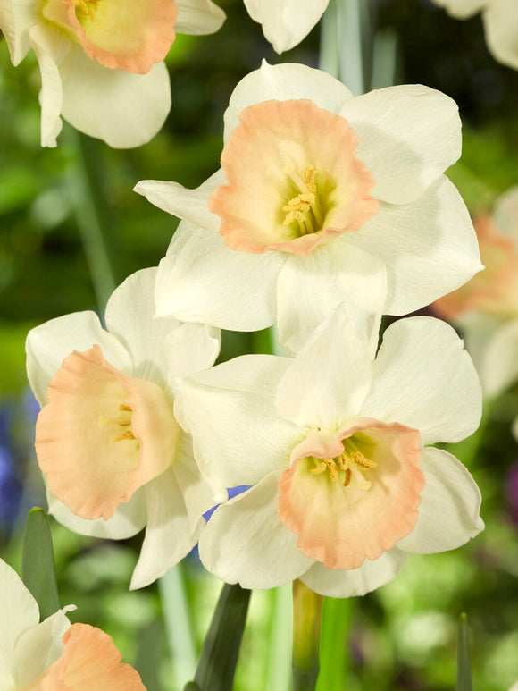 Mini Daffodil Cosmopolitan cream and coral