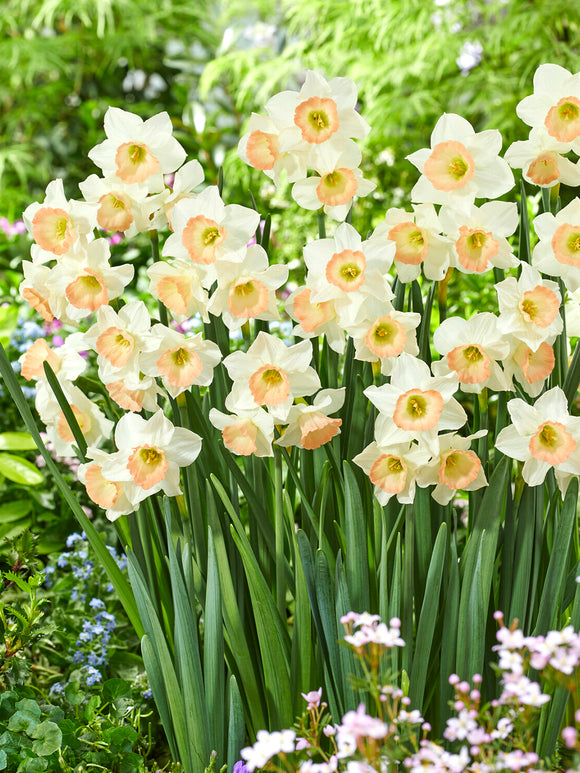 Mini Daffodil Cosmopolitan cream and coral