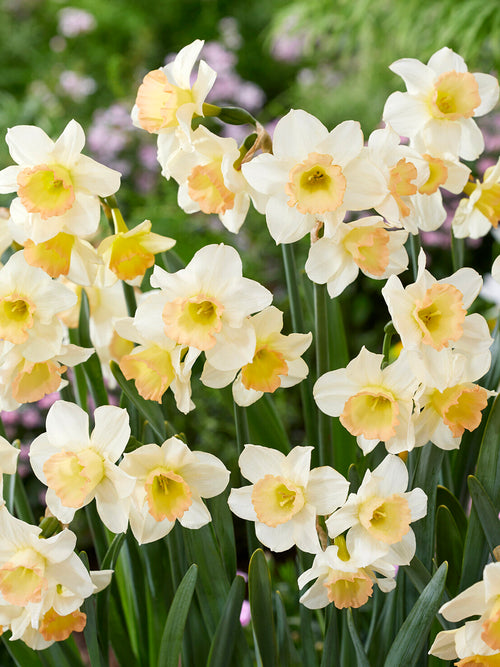 Compact narcissus for pots and borders