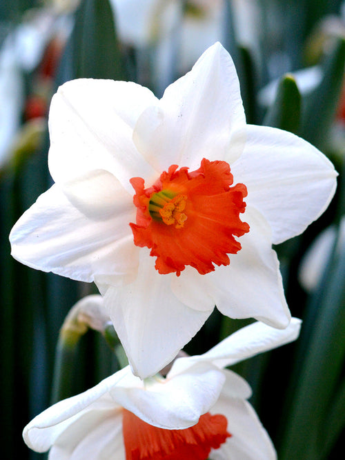 Daffodil Decoy Flower Bulbs