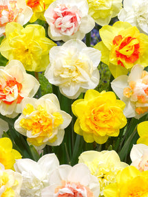 Daffodil Double Mix