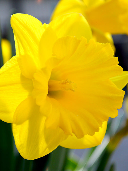 Yellow Daffodil Dutch Master