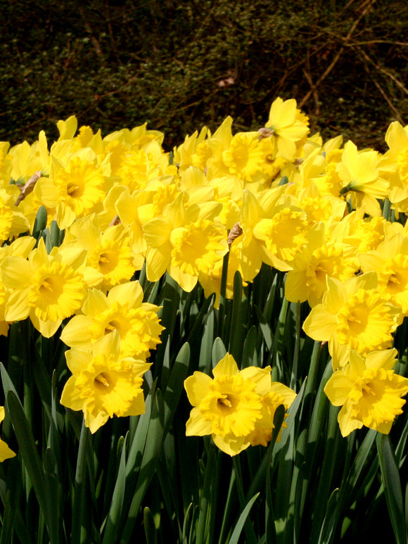 Daffodil (Narcissus) Dutch Master (King Alfred)