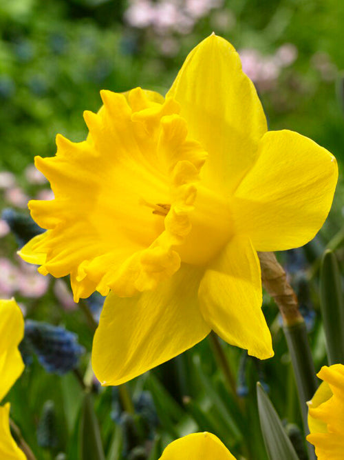 Yellow Daffodil Dutch Master