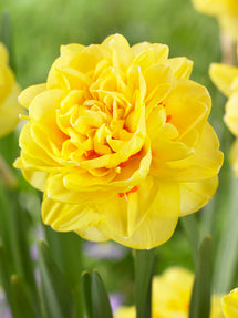 Daffodil English Style