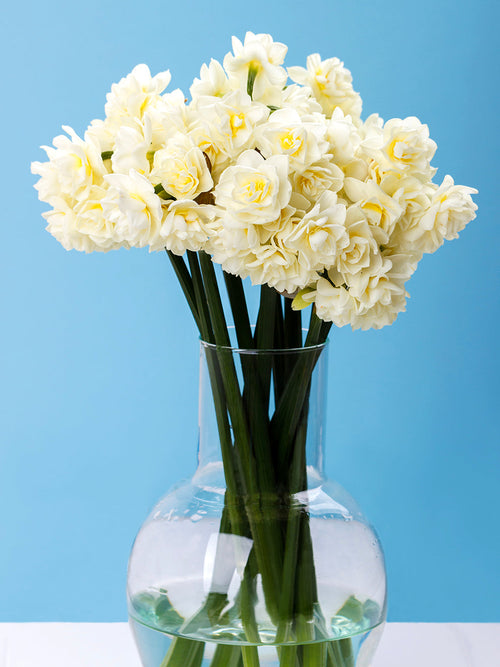 Daffodil Bulbs Erlicheer