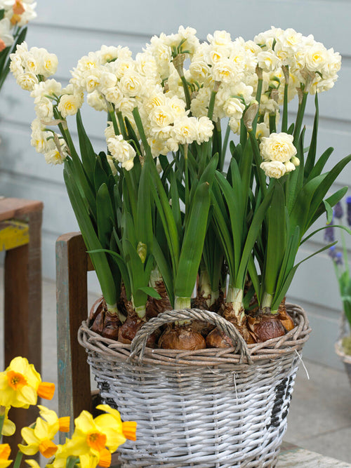 Daffodil Bulbs Erlicheer