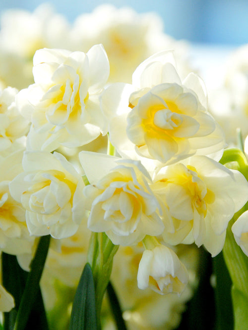 Daffodil Erlicheer Bulbs