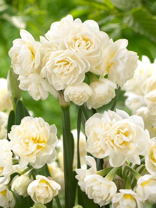 Daffodil Bulbs Erlicheer
