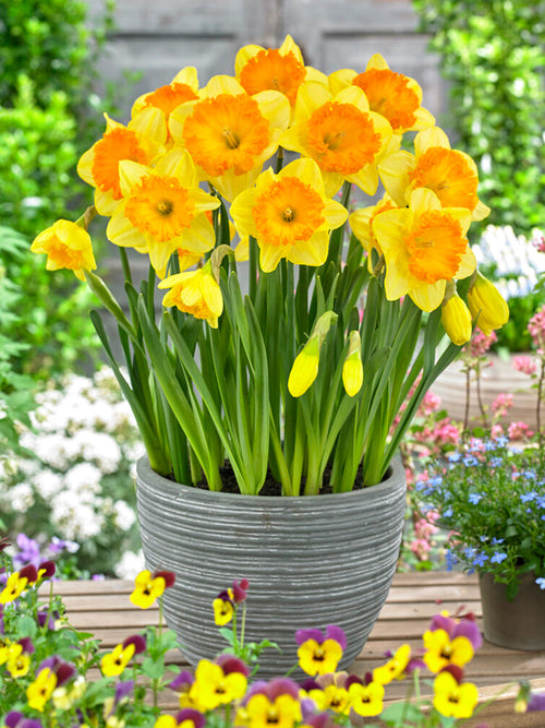 Narcissus Ferris Wheel Flower Bulbs