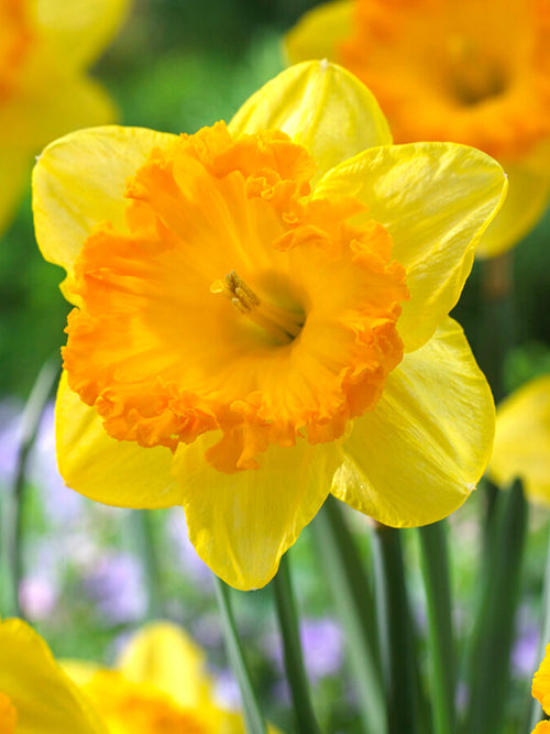 Narcissus Ferris Wheel, Golden yellow and orange cup daffodil bulbs