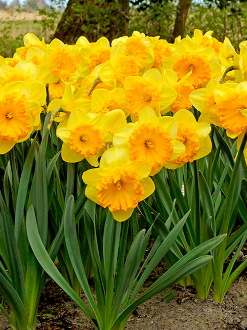 Narcissus Ferris Wheel Flower Bulbs