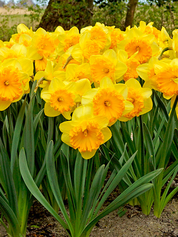 Narcissus Ferris Wheel Flower Bulbs