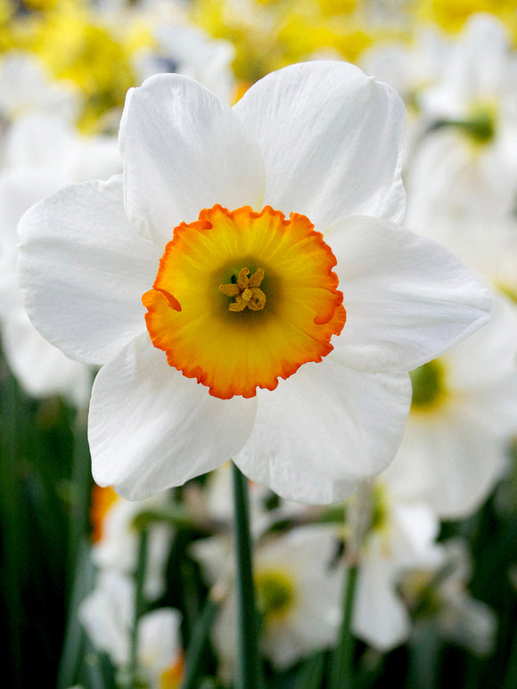Daffodil Flower Record spring flower