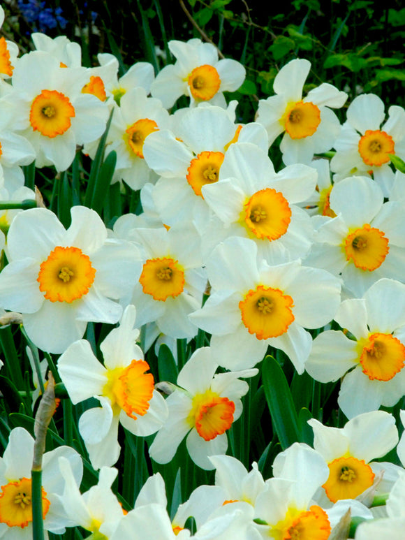 Daffodils Flower Record flower bulbs