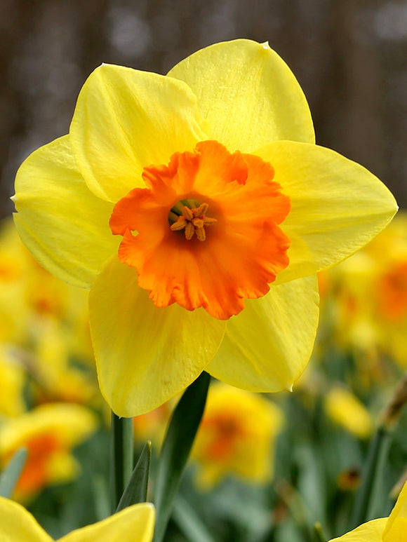 Daffodils Fortissimo yellow/orange spring flower