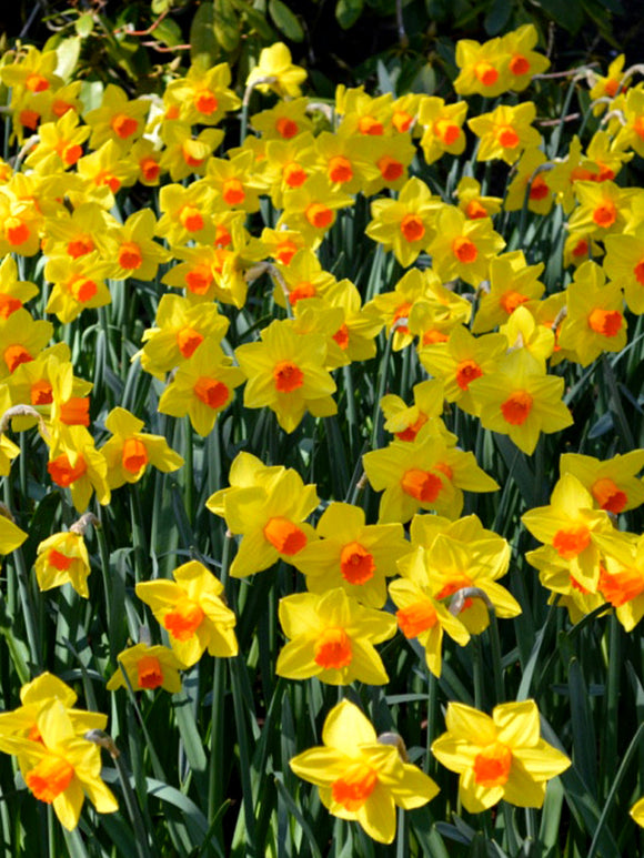 Daffodil Bulbs Fortissimo