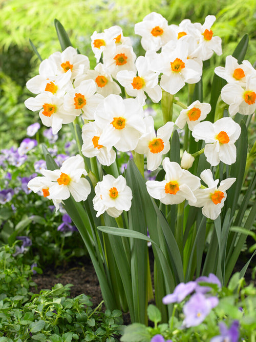 Daffodil Geranium