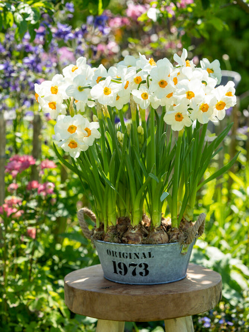 Buy Daffodils Bulbs Geranium