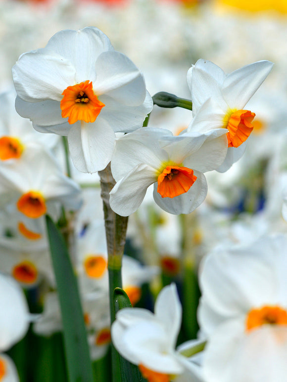 Daffodil Bulbs Geranium