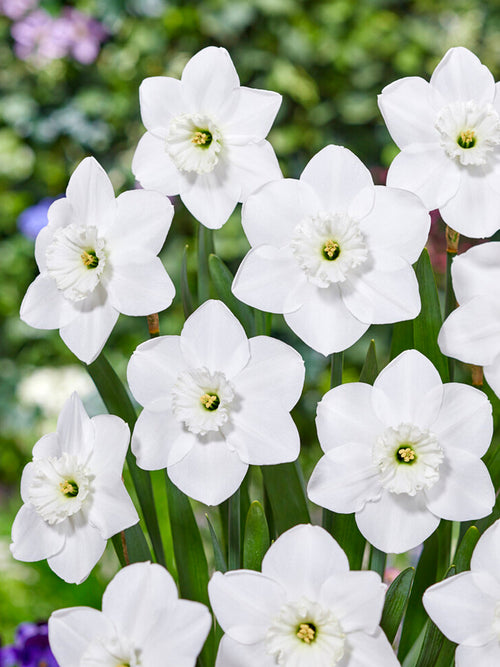 Daffodils Green Eyes