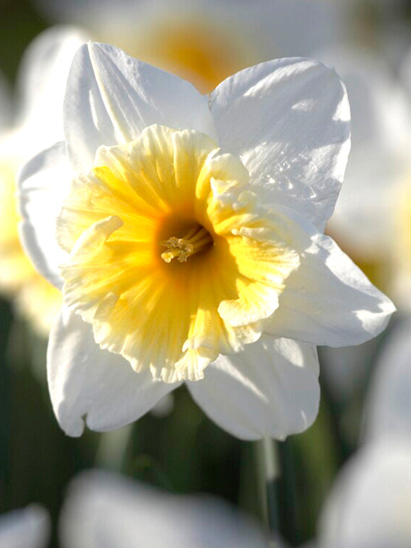 Daffodil Bulbs Ice Follies