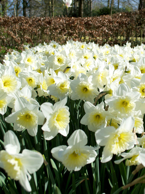 Daffodil Bulbs Ice Follies EU shipping