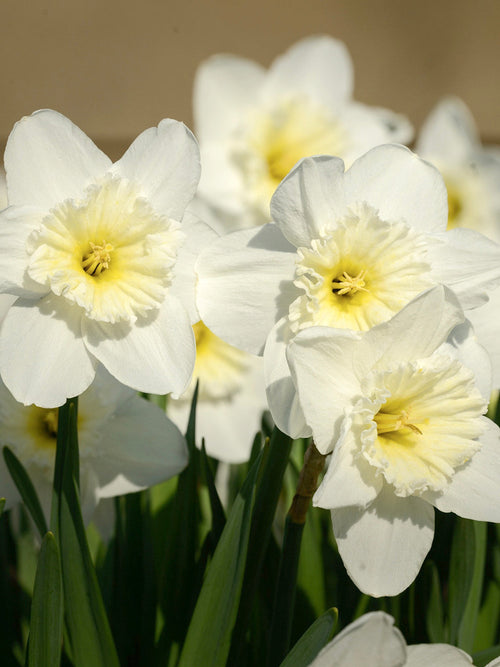 Ice Follies Daffodils spring flowers