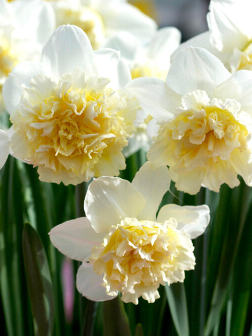 Ice King Daffodils spring flowers