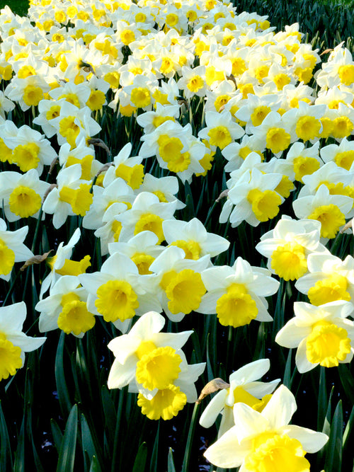 Narcissus Bulbs Las Vegas white and yellow spring flower