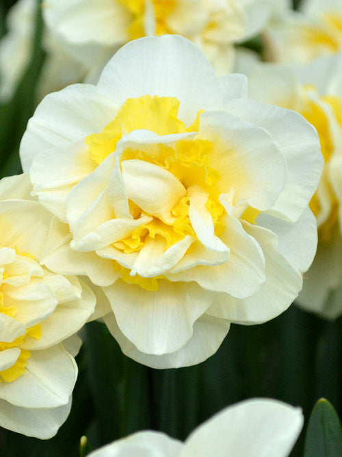 Daffodil Lingerie - White and Yellow double narcissus - Fragrant