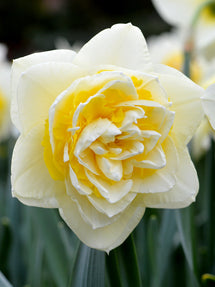 Daffodil Lingerie