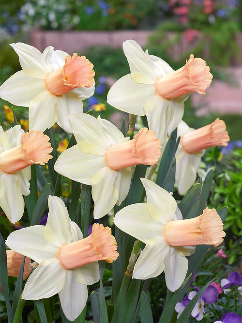 Daffodil Llanfair Bulbs
