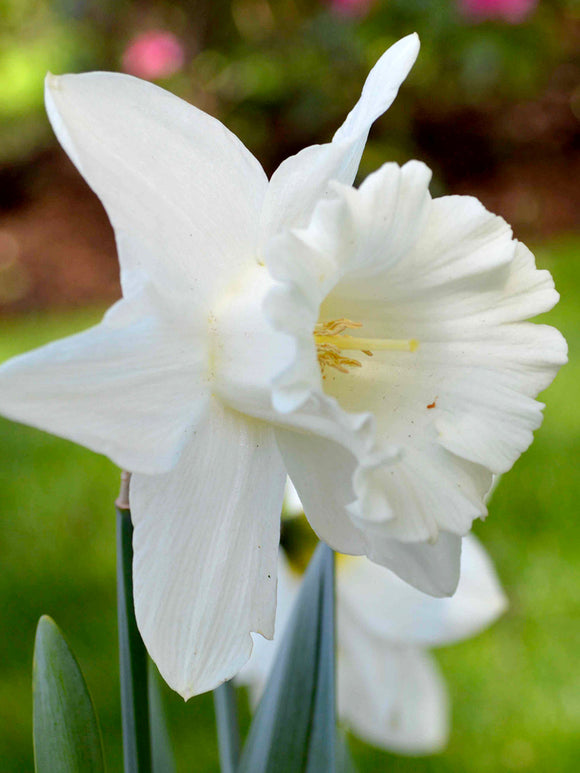 White Daffodil Bulbs Mount Hood for Autumn planting