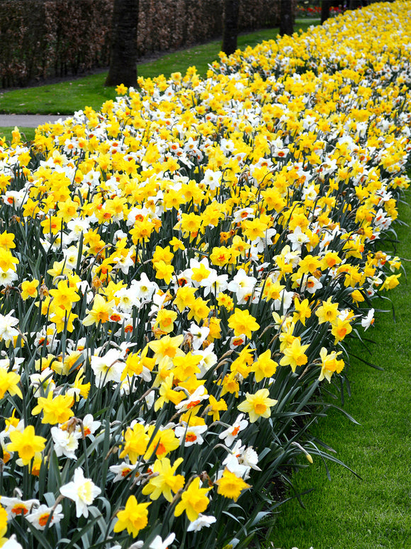 Daffodil all in one mix - mixed colours narcissus