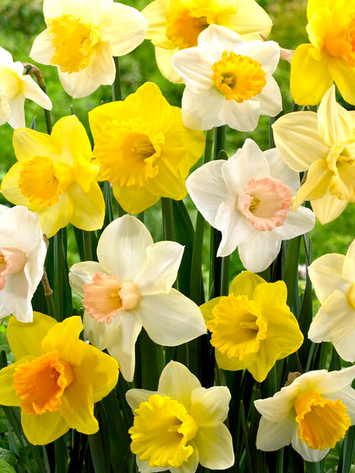Daffodil Bulbs Mixed for a colorful spring garden