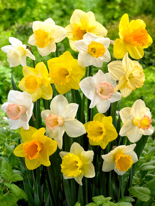 Daffodil Mix spring flowering, Autumn planting garden