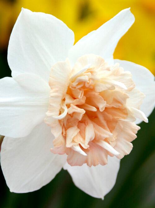 Buy Daffodil Bulbs Petit Four peach white salmon apricot narcissus