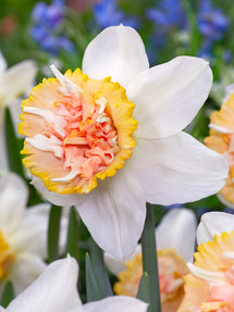 Daffodil Petit Four