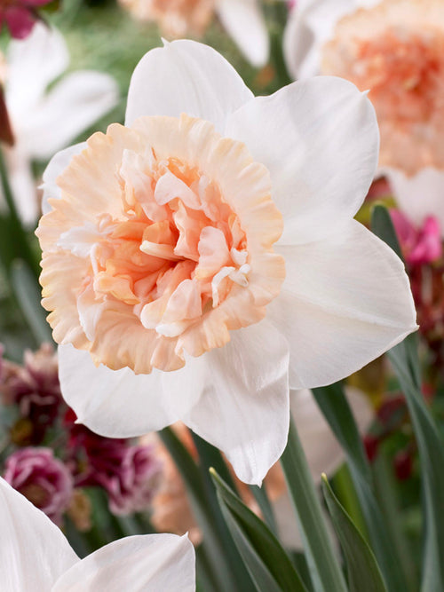 Buy Daffodil Bulbs Petit Four peach white salmon apricot narcissus