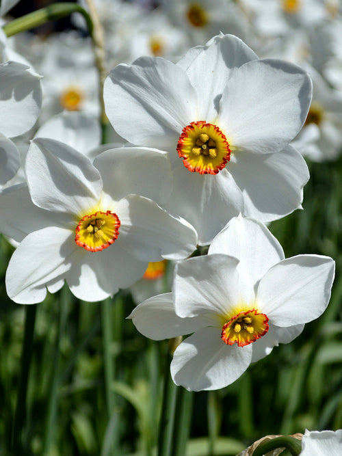 Daffodil Bulbs Pheasant's Eye