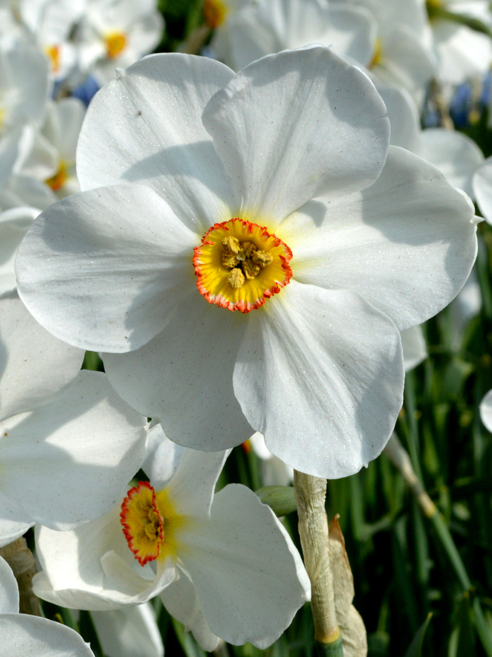 Buy Narcissus 'Pheasant's Eye' Bulbs | DutchGrown™