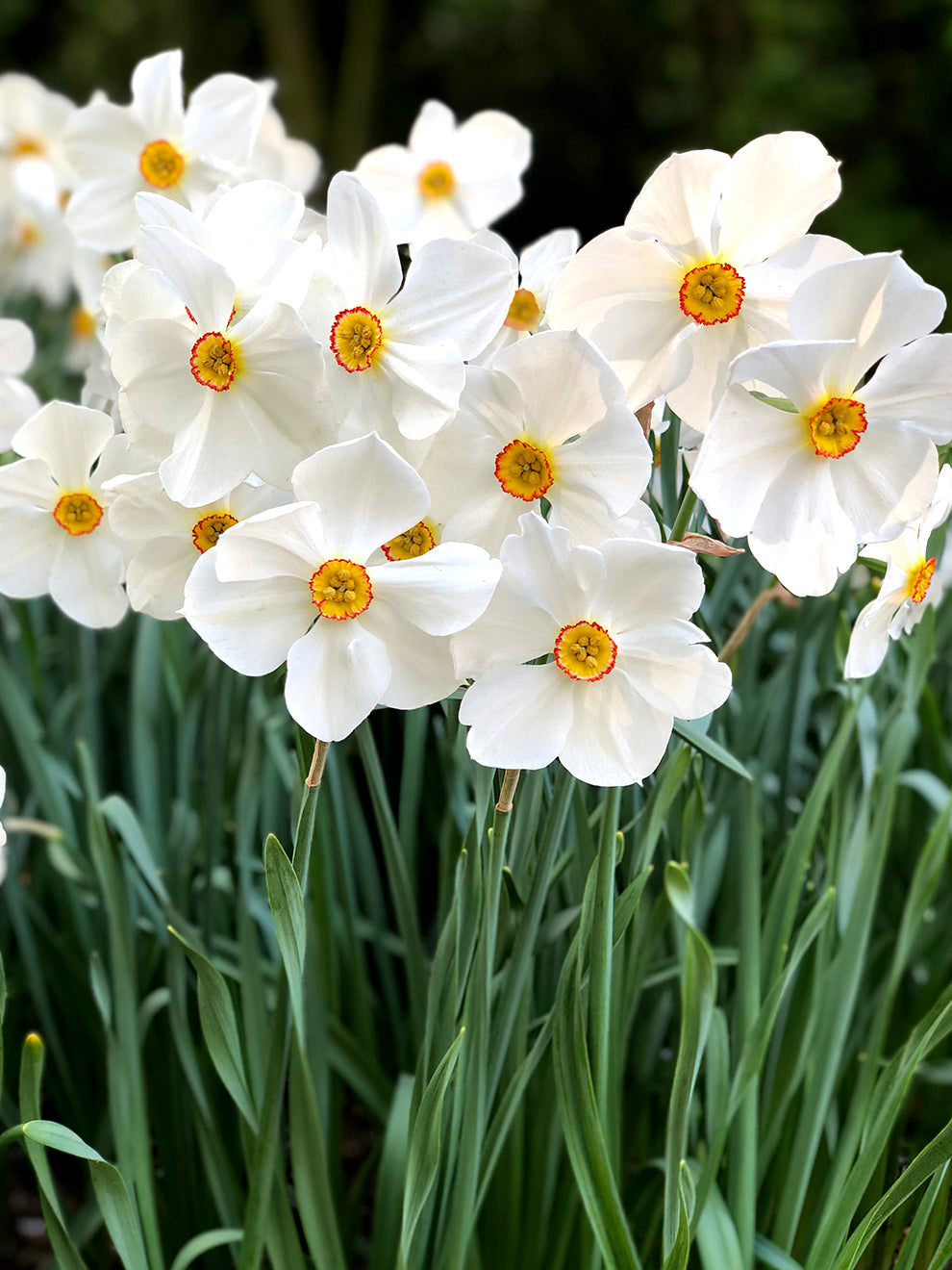 The Poet's Daffodil Actaea, Narcissus